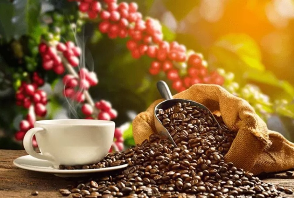 Safra de café arábica atinge 38,9 milhões de sacas