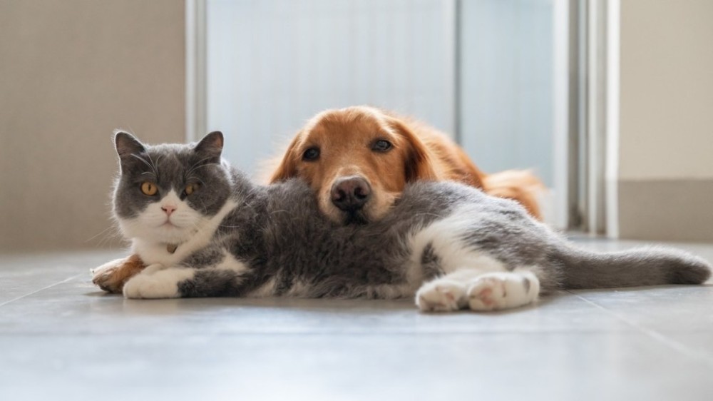 5 brinquedos perigosos para cães e gatos