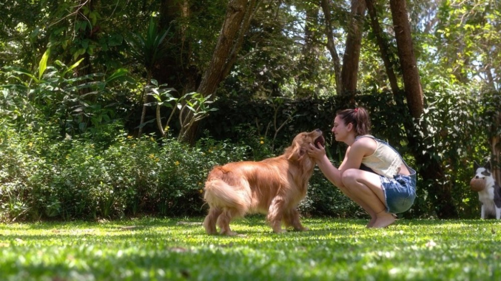 5 raças de cães com vida longa