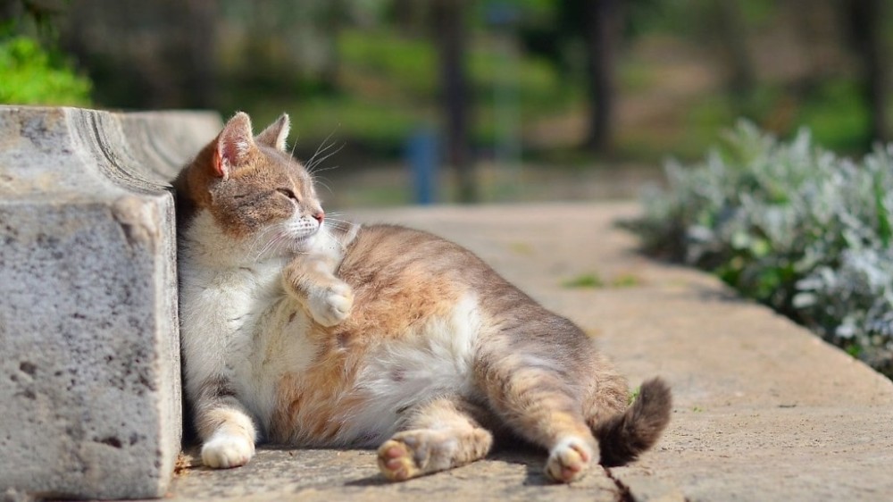 Saiba quanto tempo dura a gestação de um gato e cuidados necessários