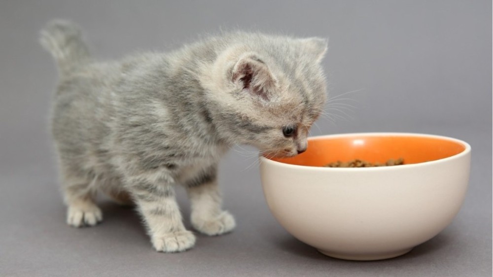 Descubra quais as melhores rações para gato filhote
