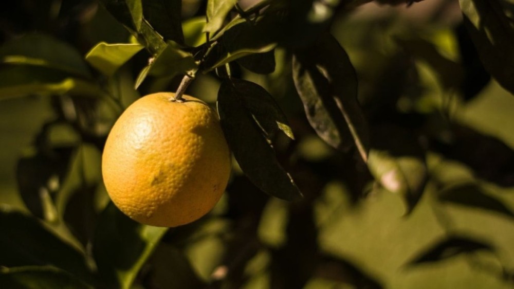 Como plantar laranja em casa: veja o passo a passo