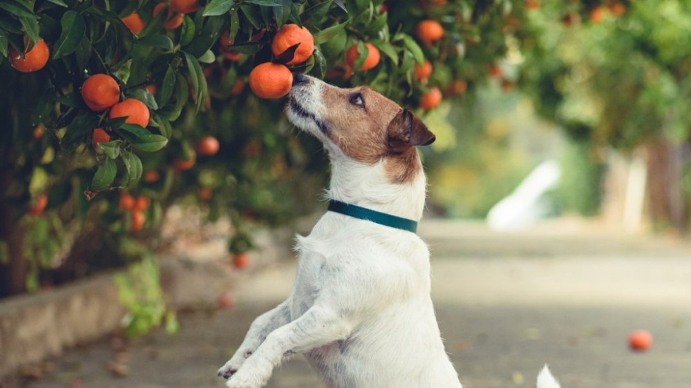 Cachorro pode comer laranja? Saiba o que dizem os especialistas