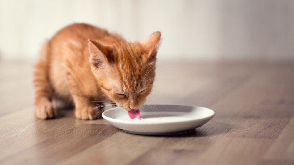 Gato pode comer mingau? Saiba o que dizem os especialistas