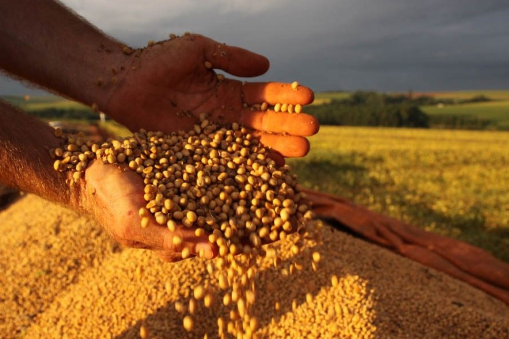 Produção mundial de soja pode chegar perto de 400 milhões de toneladas