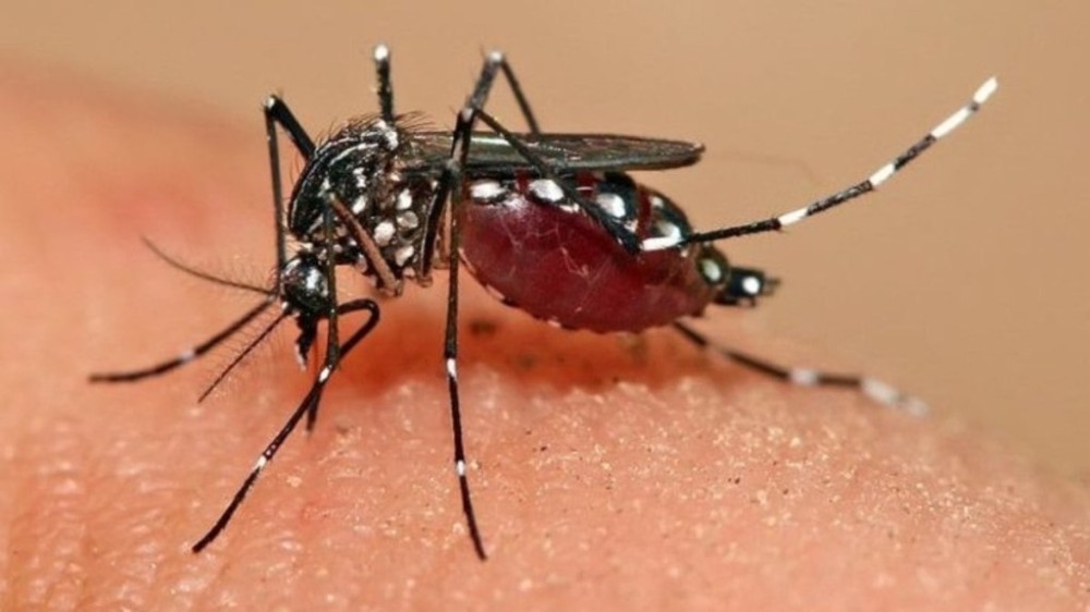 Brasil registra 94 mortes por dengue em 2024; BH decreta emergência