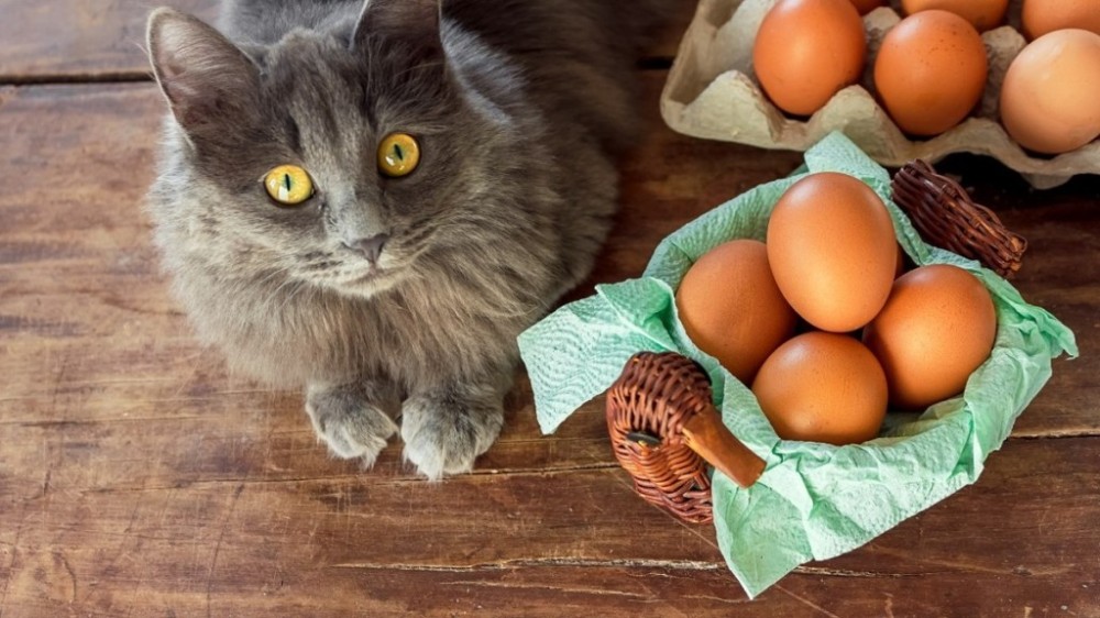 Gato pode comer ovo ou faz mal? Saiba o que dizem especialistas