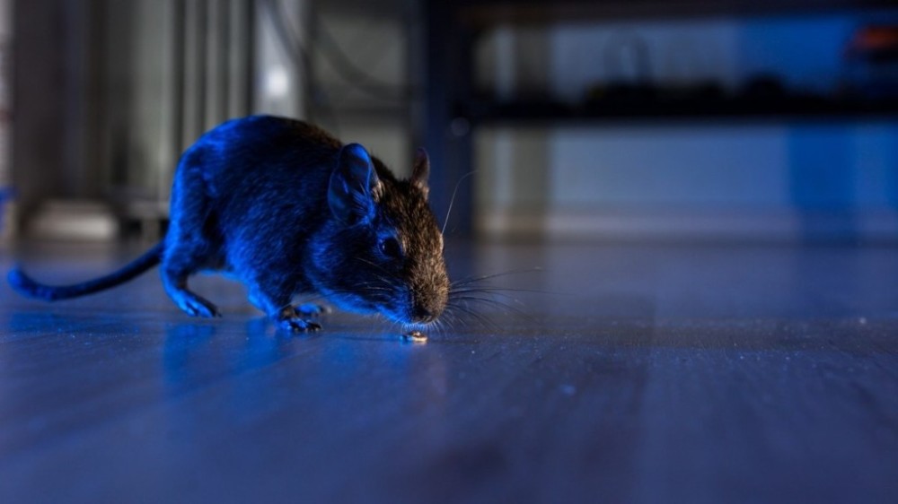 Como acabar com os ratos sem colocar a saúde dos pets em risco