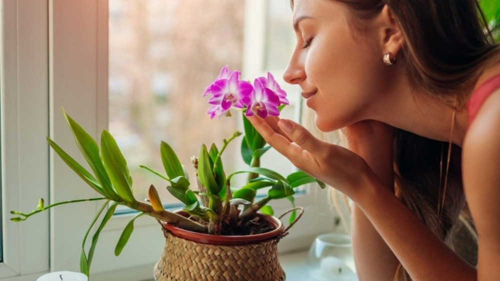 Estudo aponta 12 aromas que podem aliviar a depressão; descubra quais