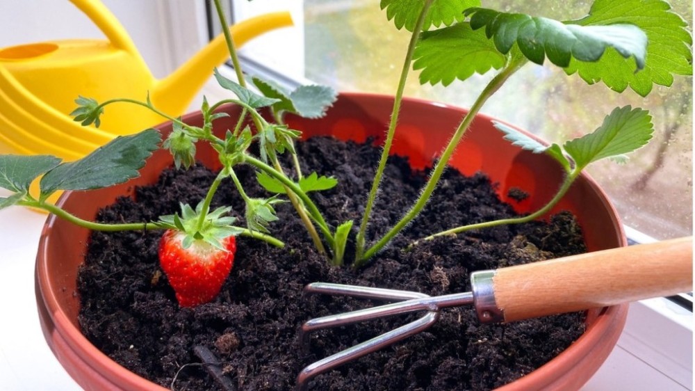 Aprenda o segredo de como plantar morango em casa