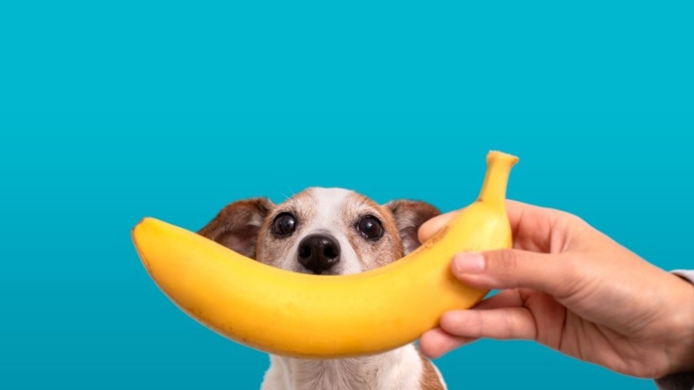 Seu cachorro ama banana? Entenda por que alguns pets são loucos por essa fruta