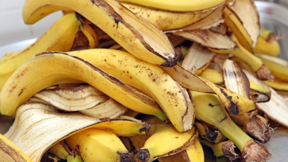 Entenda por que você não deve jogar a casca de banana no lixo