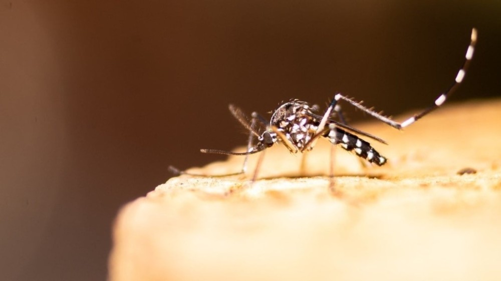 5 mitos sobre a dengue que você sempre acreditou
