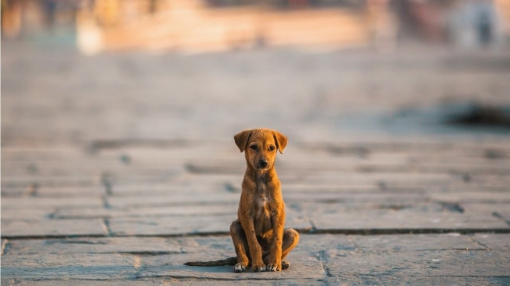 Abandono de cães atinge níveis preocupantes no Rio; saiba como denunciar