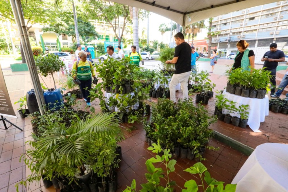 305 anos de Cuiabá: Projeto de doação de mudas frutíferas é um sucesso e será desenvolvido em outras regiões da cidade ao longo do mês