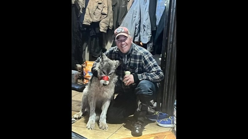 Caçador atropela lobo e leva a um bar antes de sacrificar o animal