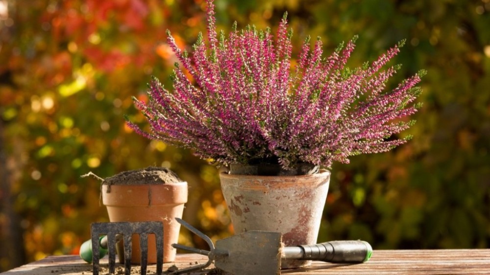 O que plantar no outono? Descubra flores e hortaliças perfeitas para a estação