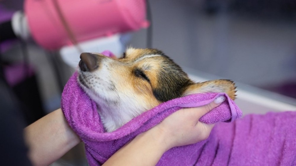 Descubra como dar banho seco em cachorro e para que ele serve
