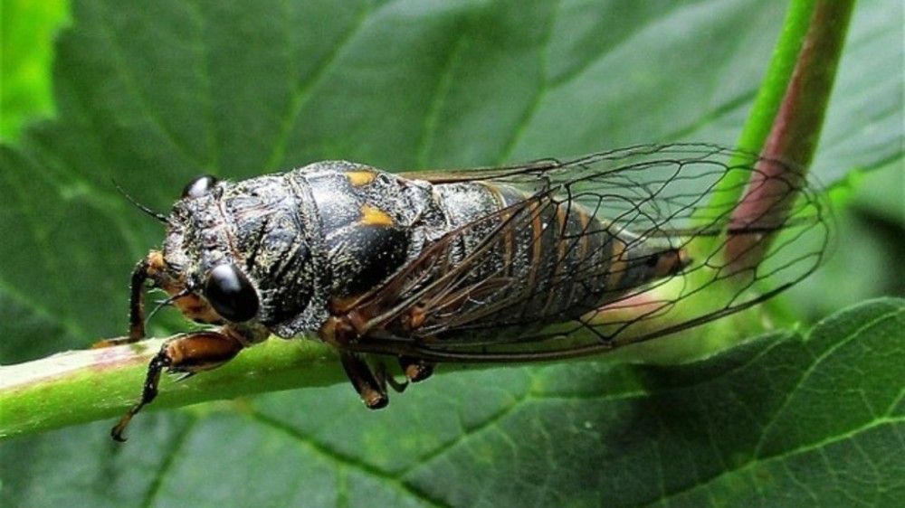 Fungo zumbi transforma cigarras em 'saleiro da morte'