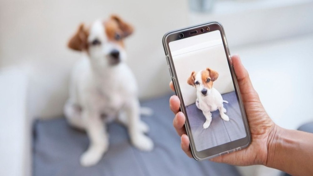 3 dicas para fotografar seu pet como um profissional