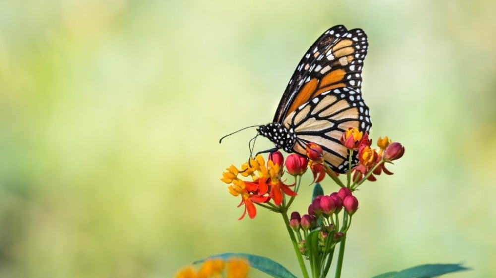 Descubra as plantas ideais para atrair borboletas e beija-flores para o seu jardim