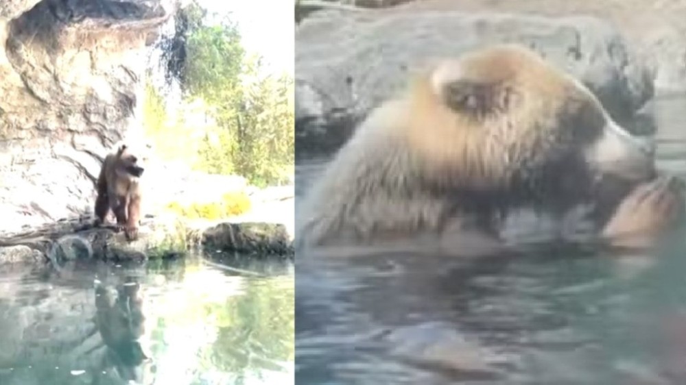 Vídeo: Urso engole patos em festa de aniversário com crianças
