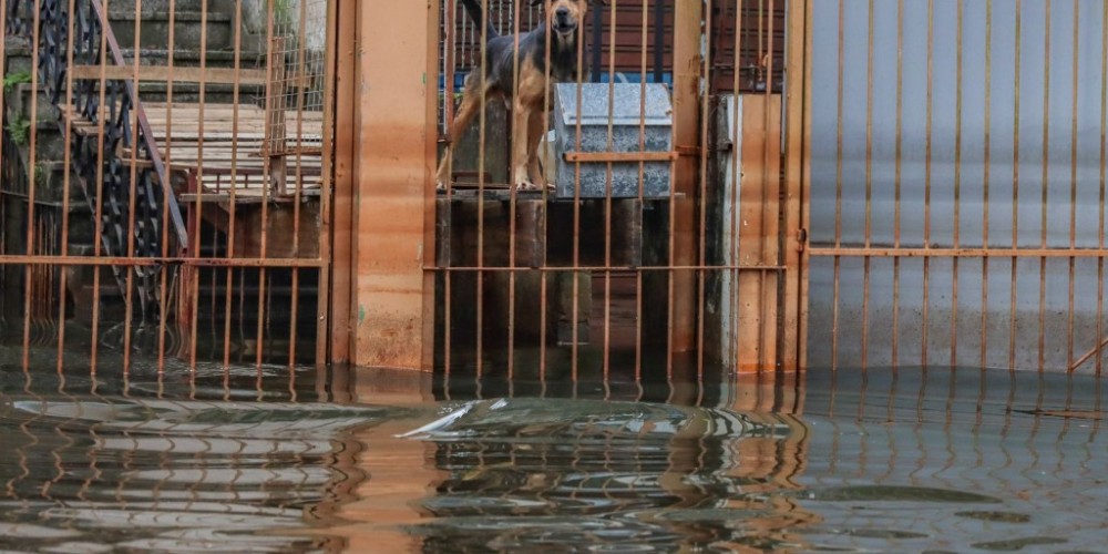 Cães resgatados nas cheias do RS são adotados em Brasília