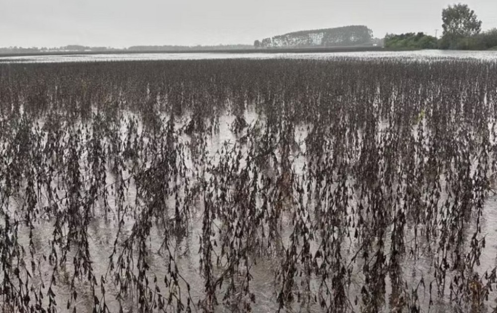 Sistema CNA/Senar realiza ação de ajuda na reconstrução do Rio Grande do Sul