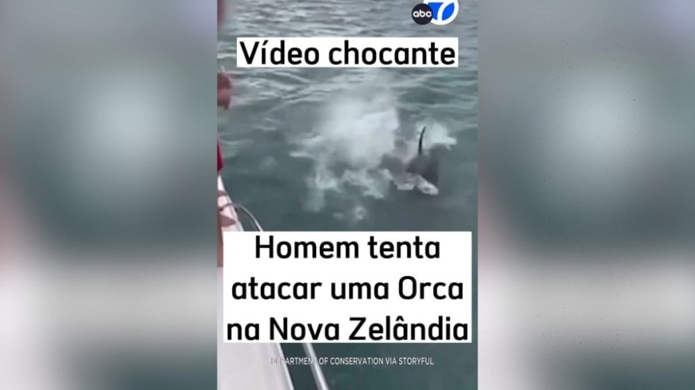 Homem é multado por pular 'de barriga' em baleia orca; veja vídeo