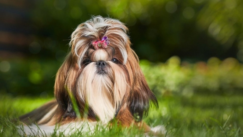 Quanto tempo dura a gestação de um cachorro shih tzu?
