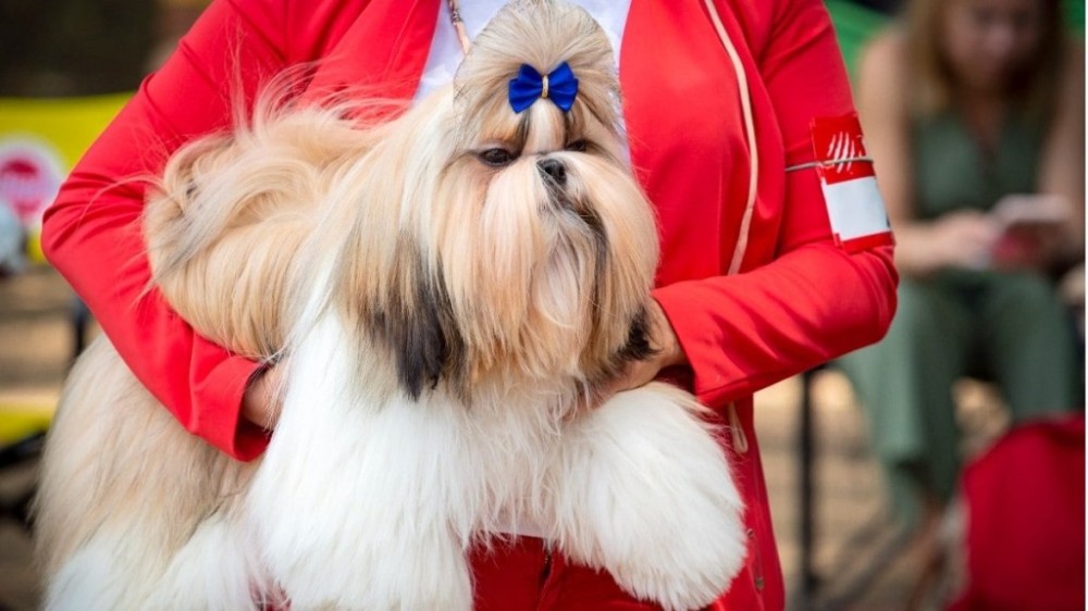 5 ideias de penteados para cachorro shih tzu