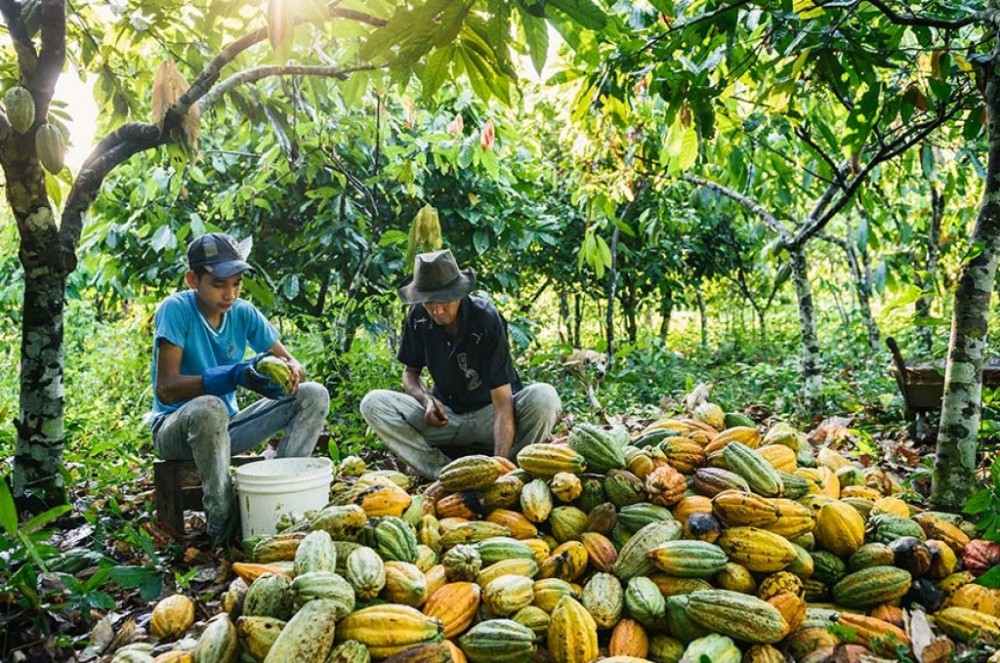 Sancionada lei que cria selo verde para cultura do cacau