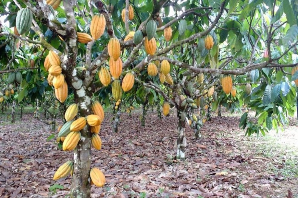 Nova lei cria selos para atestar cultivo sustentável do cacau