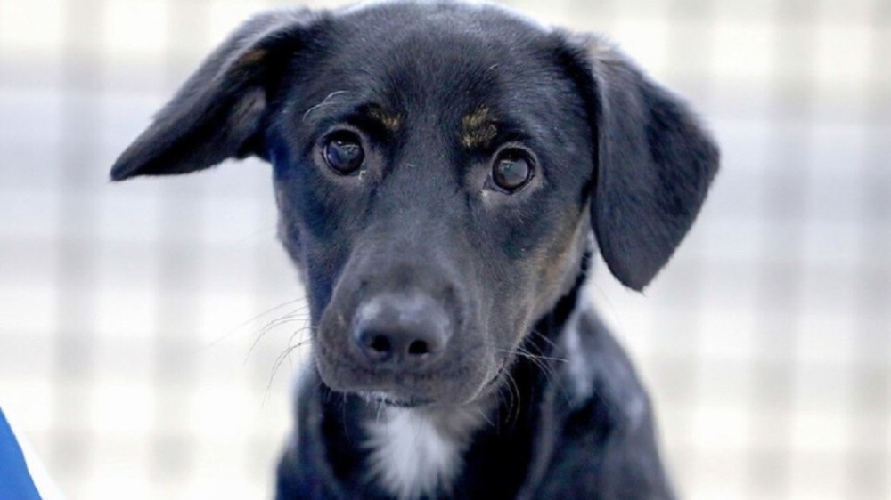 Condenados por maus-tratos a animais não poderão tomar posse em cargo público