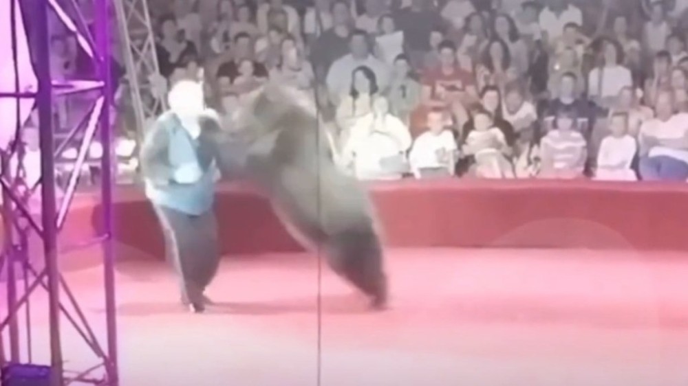 Vídeo: Ursa de circo se revolta e ataca treinador durante apresentação