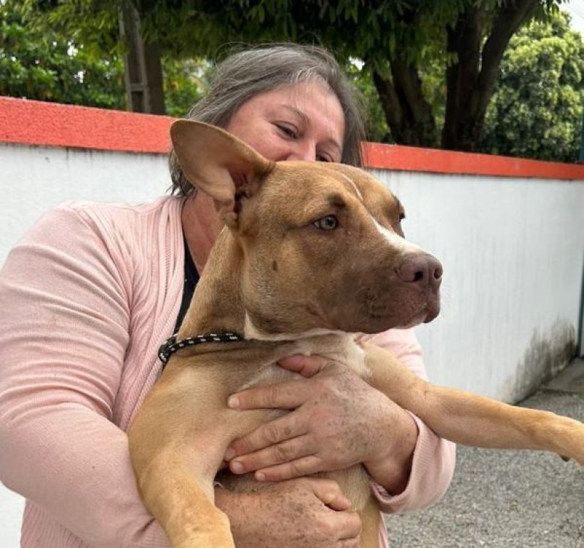 Em funcionamento há um mês, Castrapet atendeu 84 animais em maio