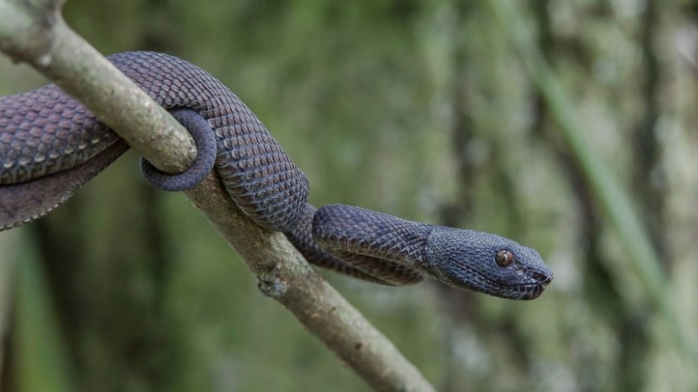 Ilha de São Paulo é tomada por cobras e visitas são proibidas