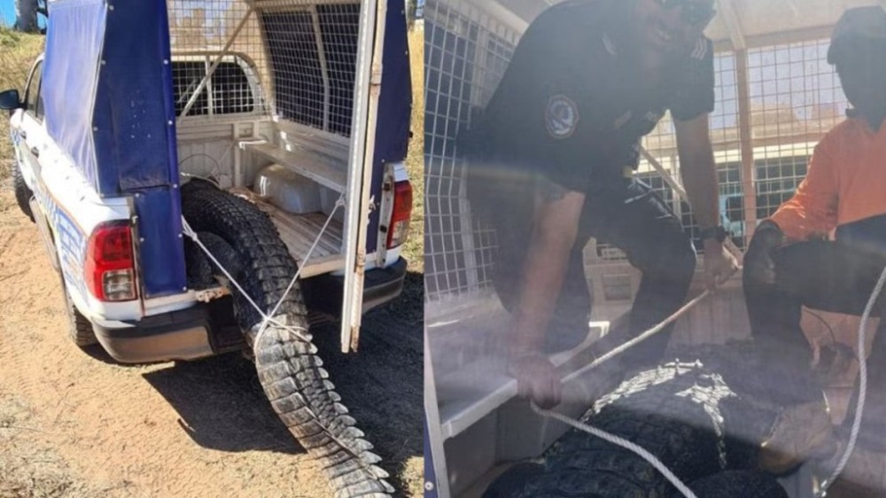 Crocodilo vira refeição após ser morto por caçar animais de estimação