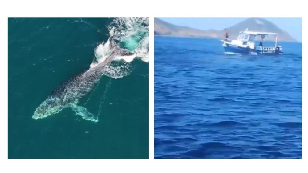 Baleia jubarte se 'enrosca' e arrasta barco de pescador pelo mar; veja