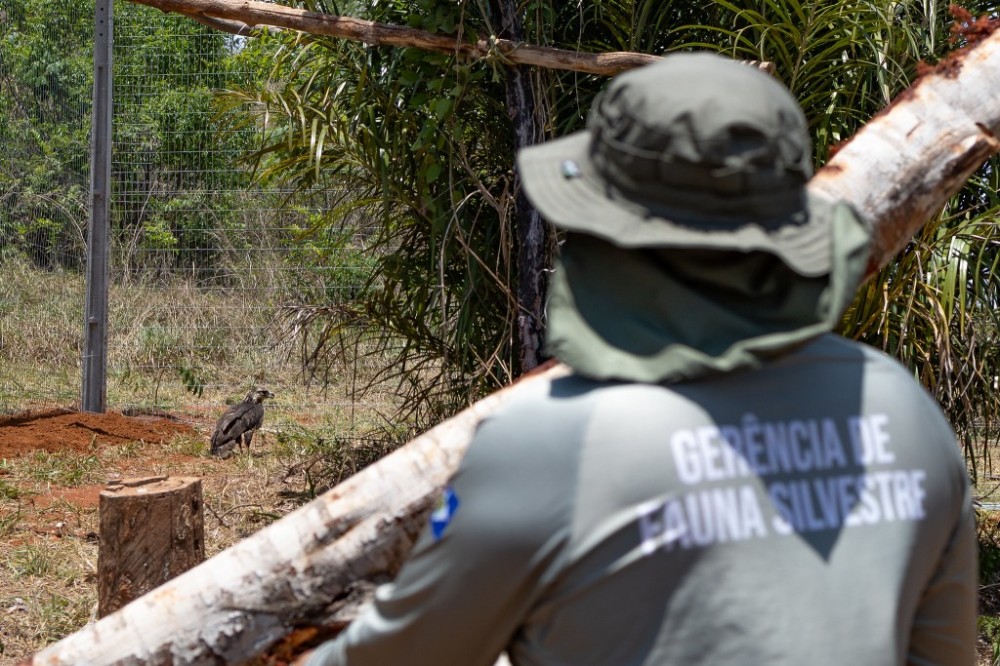 Sema-MT cadastra voluntários para atuar no resgate e manejo de animais silvestres afetados por incêndios