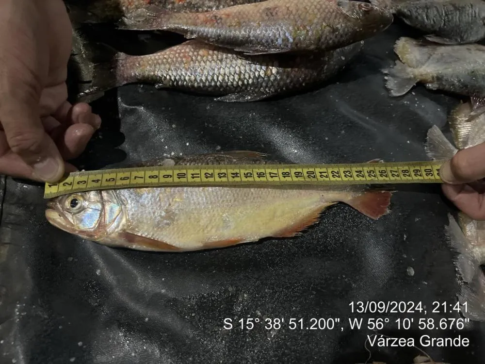 Batalhão de Polícia de Proteção Ambiental Prende Pescador com Peixe Fora de Medida em Santo Antônio do Leverger